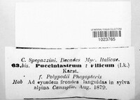 Image of Pucciniastrum filicum